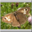 Maniola jurtina - Grosses Ochsenauge 08.jpg